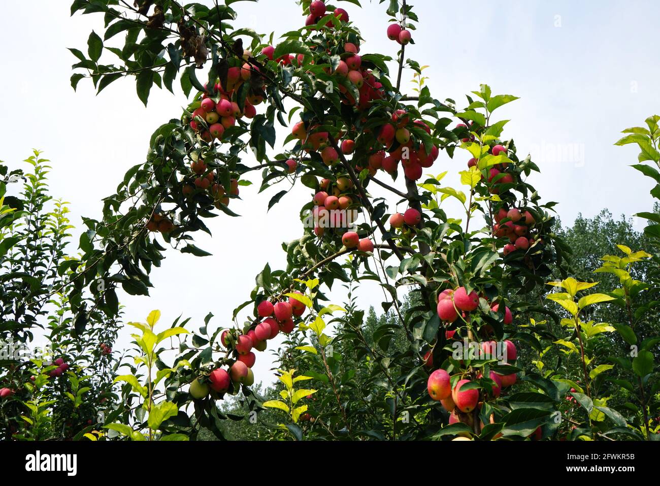 Fruchtbarer Baum Stockfoto
