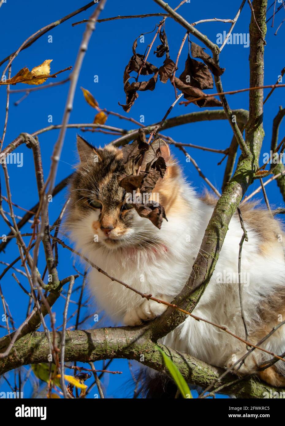 Kleine Hauskatze sitzt in einem Baum und entspannt, Blick nach unten, tiefblauer Himmel hinten. Stockfoto