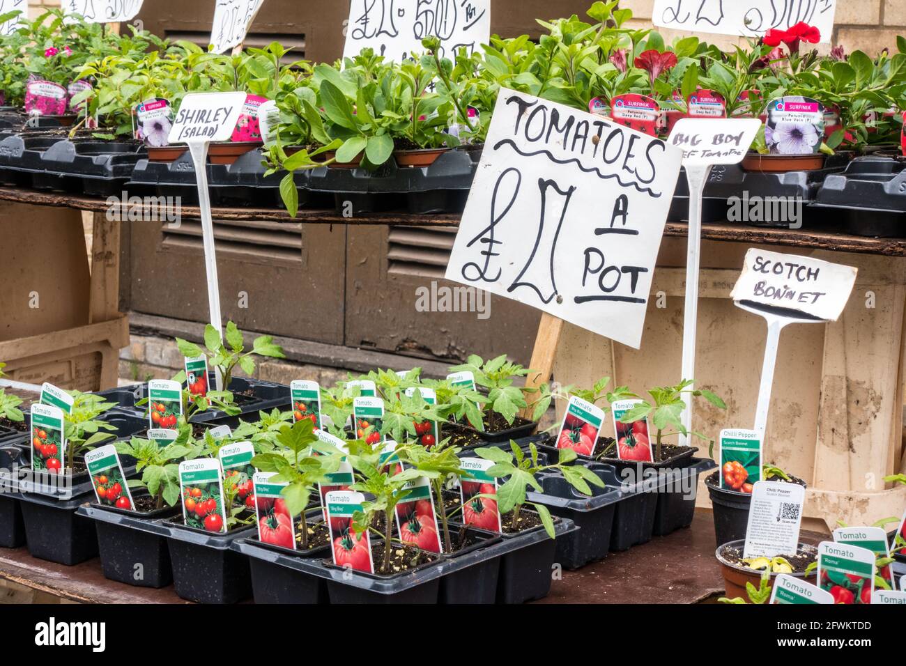 Tomatenpflanze zum Verkauf Stockfoto