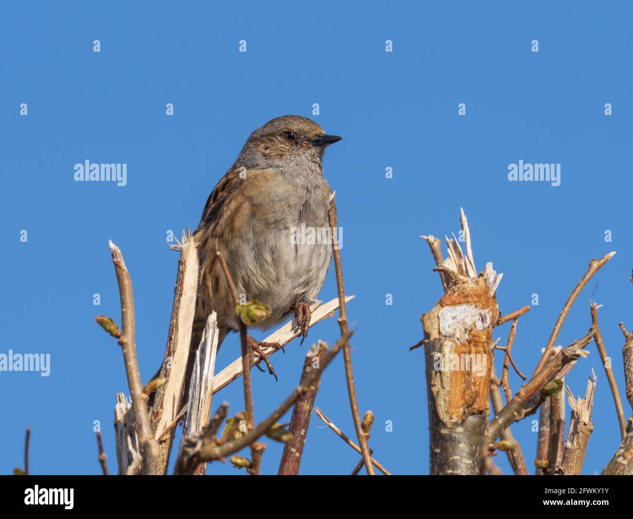 Ein Dunnock (Prunella modularis), auch bekannt als Hedge Accentor, Hedge Sparrow oder Hedge Warbler, sitzt auf einer kürzlich geschnittenen Hecke. Stockfoto