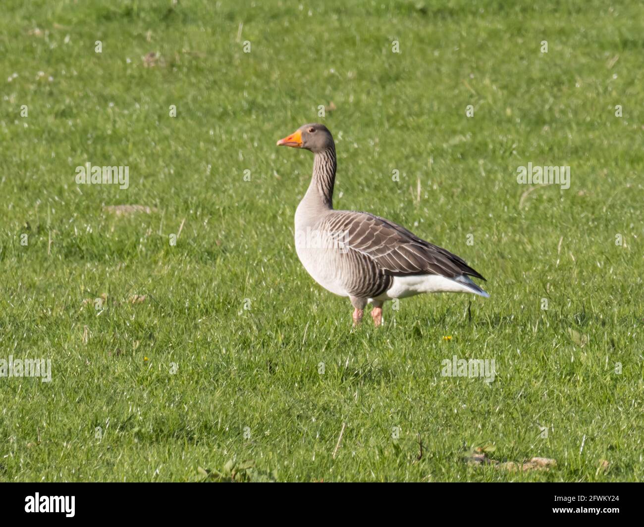 Eine Greylag Goose (Anser anser), die in einem schottischen Feld steht. Stockfoto