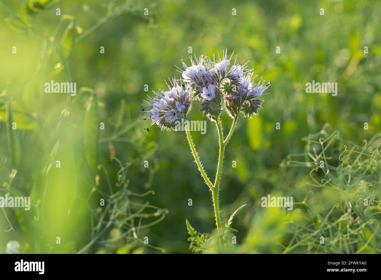 Haselie, Rainfarn-Haselie, Büschelschön, Rainfarn-Büschelschön, Bienenfreund, Phacelia, Phacelia tanacetifolia, lacy phacelia, blue tansy, purple ta Stockfoto