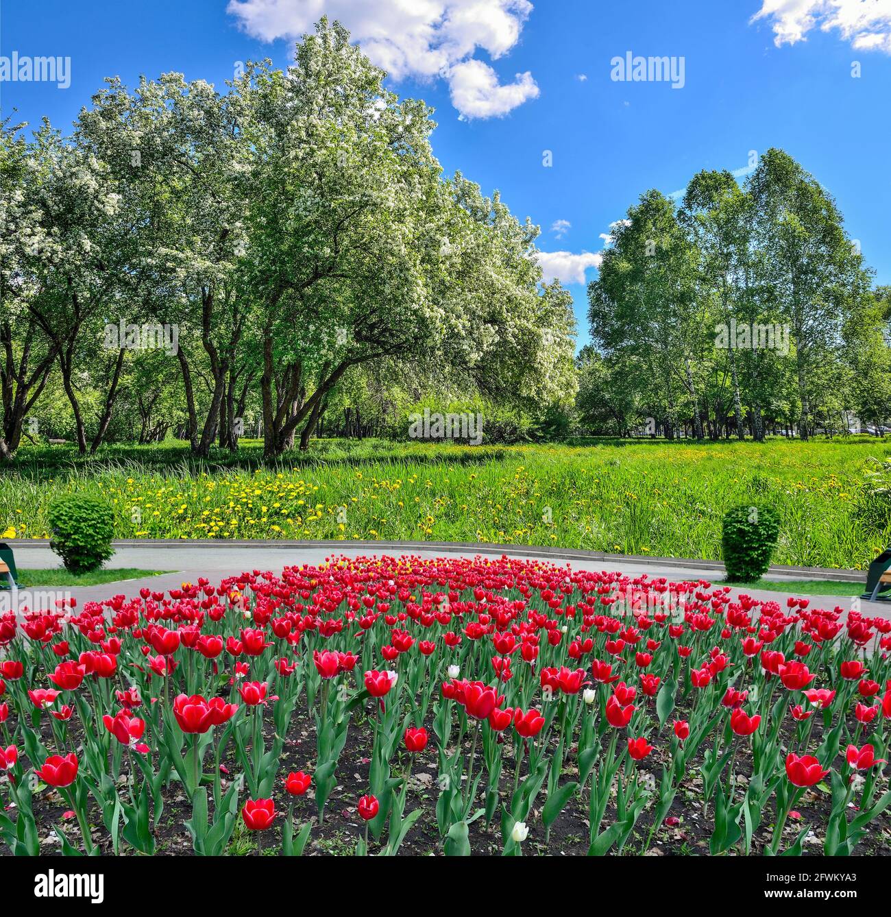 Frühlingsstadtpark mit blühendem Apfelbaum, roten Tulpen, die auf dem Blumenbeet blühen, und gelben Dandelionen, die auf dem Rasen im grünen Gras blühen. Gemütliche Ecke von U Stockfoto