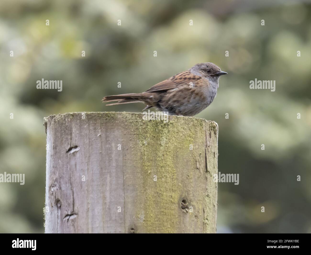 Ein Dunnock (Prunella modularis), auch bekannt als Hedge Accentor, Hedge Sparrow oder Hedge Warbler, sitzt auf einem Zaunpfosten. Stockfoto