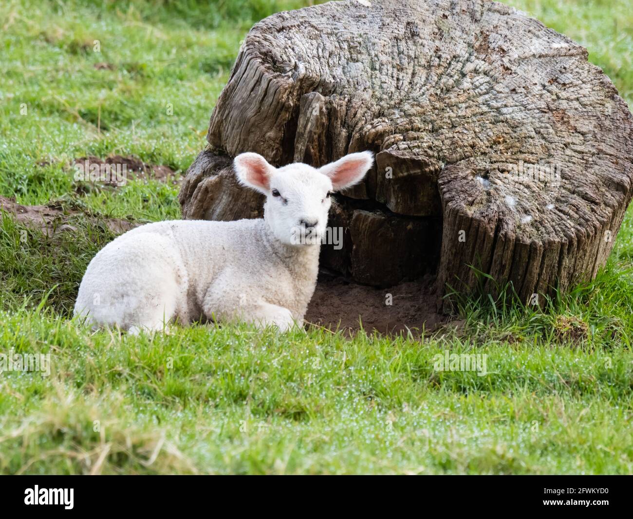 Ein einziges Lamm (Ovis aries), das die Frühlingssonne genießt. Stockfoto