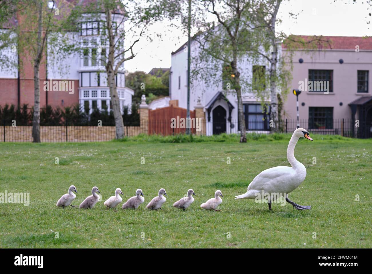 Muter Schwan und sieben vor kurzem geschlüpfte Cygnets, die in einer Linie gehen, Barnes, London Stockfoto