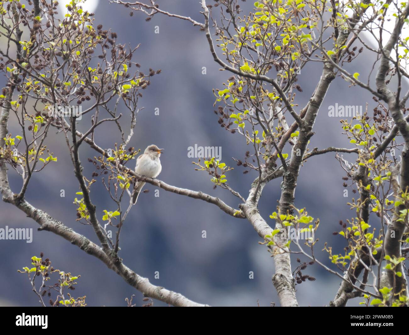 Ein gefleckter Fliegenfänger (Muscicapa striata), der von einem Baum singt. Stockfoto