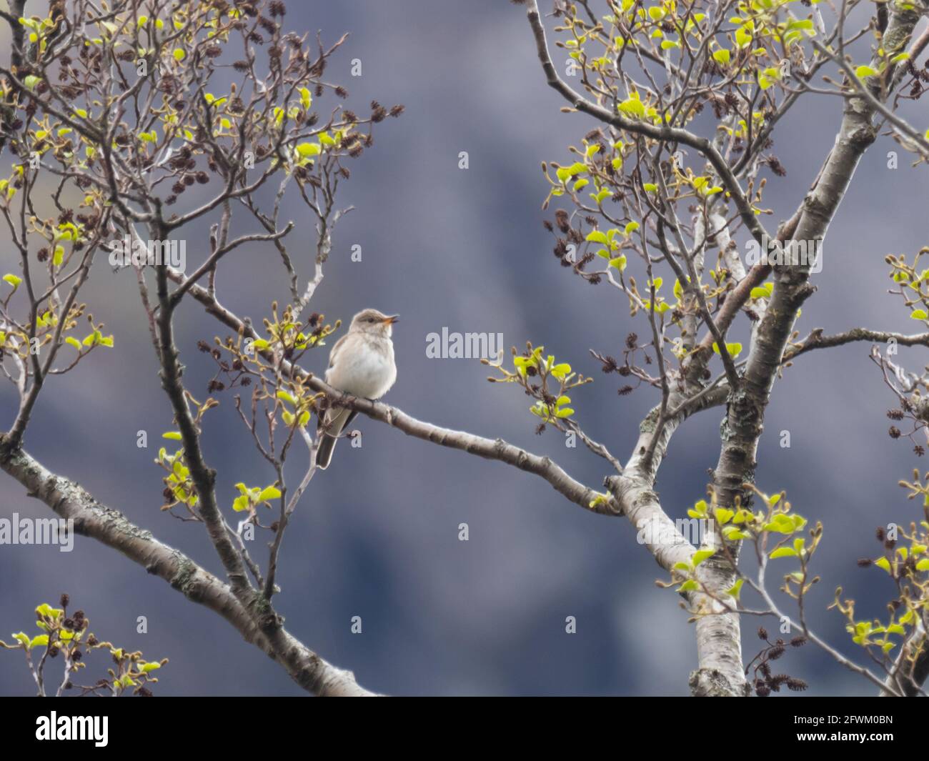 Ein gefleckter Fliegenfänger (Muscicapa striata), der von einem Baum singt. Stockfoto