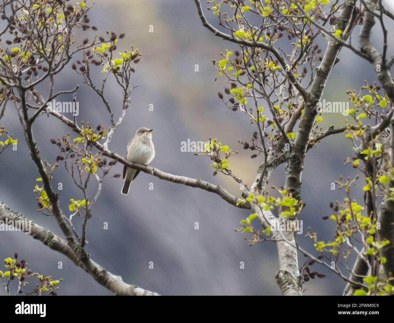 Ein gefleckter Fliegenfänger (Muscicapa striata), der von einem Baum singt. Stockfoto