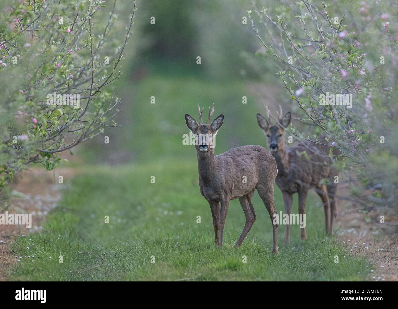 Ein Paar männlicher Roe Deer (Capreolus capreolus) versteckt sich in den Apfelplantagen einer Suffolk Farm. VEREINIGTES KÖNIGREICH Stockfoto