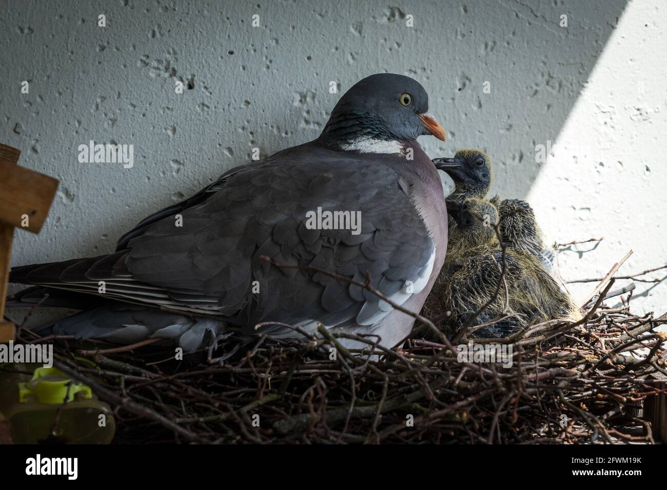 Die gewöhnliche Waldtaube (Columba palumbus) in einem Nest mit Küken. Stockfoto