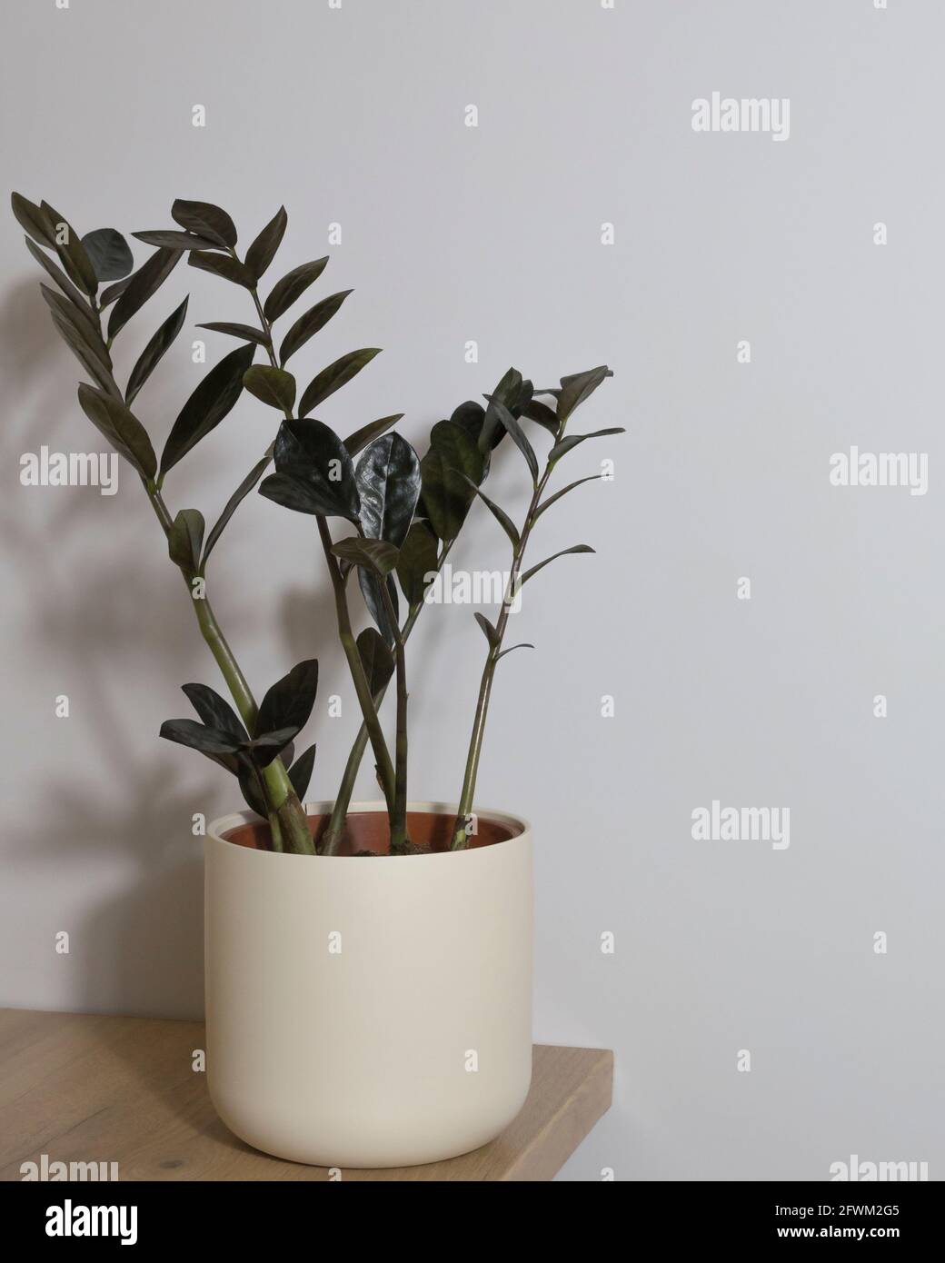 Zimmerpflanze schwarz zamioculcas auf einem grauen Hintergrund Stockfoto