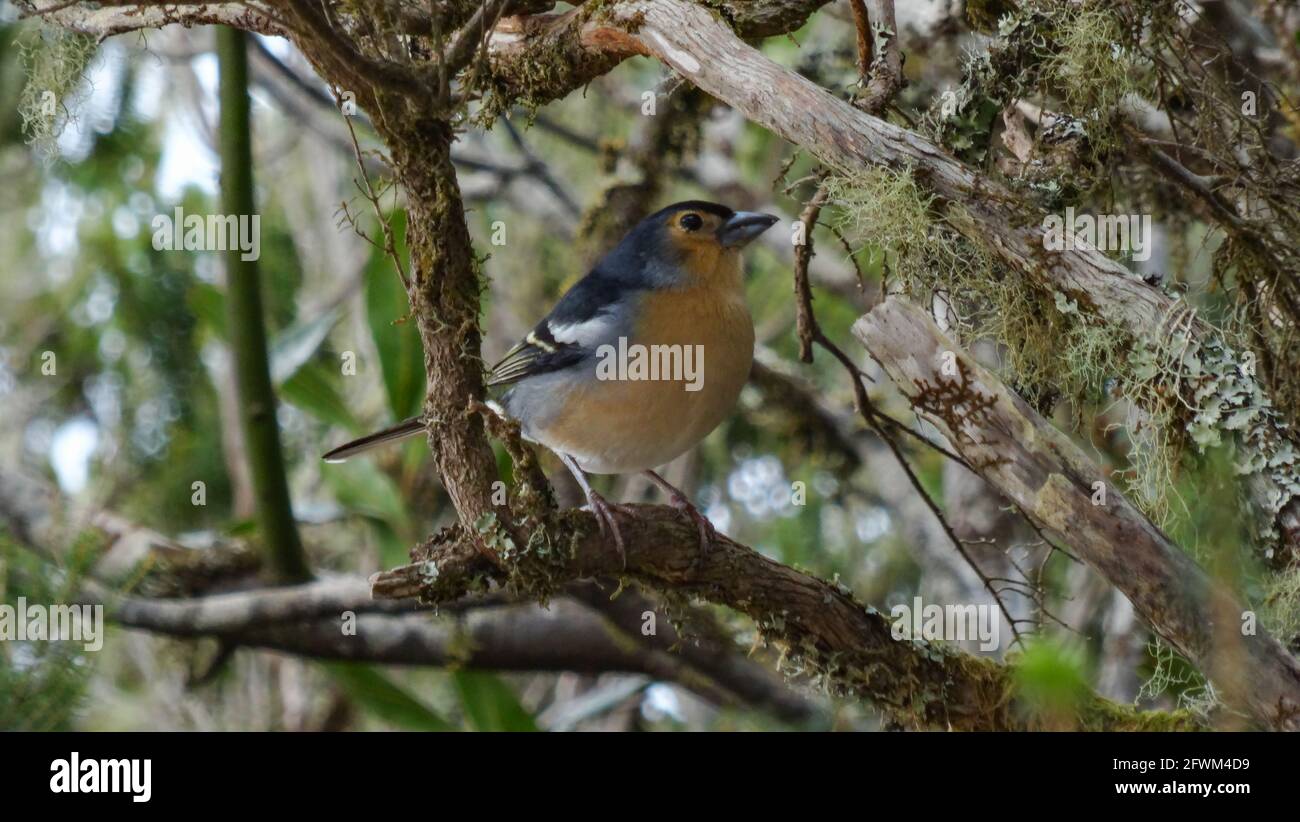 Vogel, der im Lorbeerwald auf teneriffa auf Ast sitzt Stockfoto