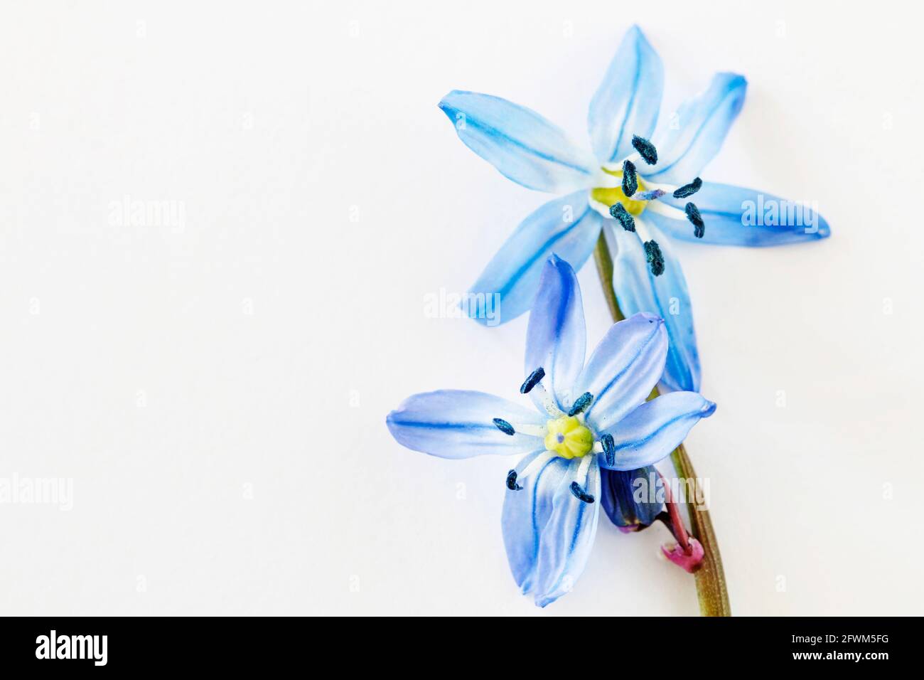 Blaue sibirische Tintenfass (Scilla siberica) Blume. Grafikressourcen Stockfoto