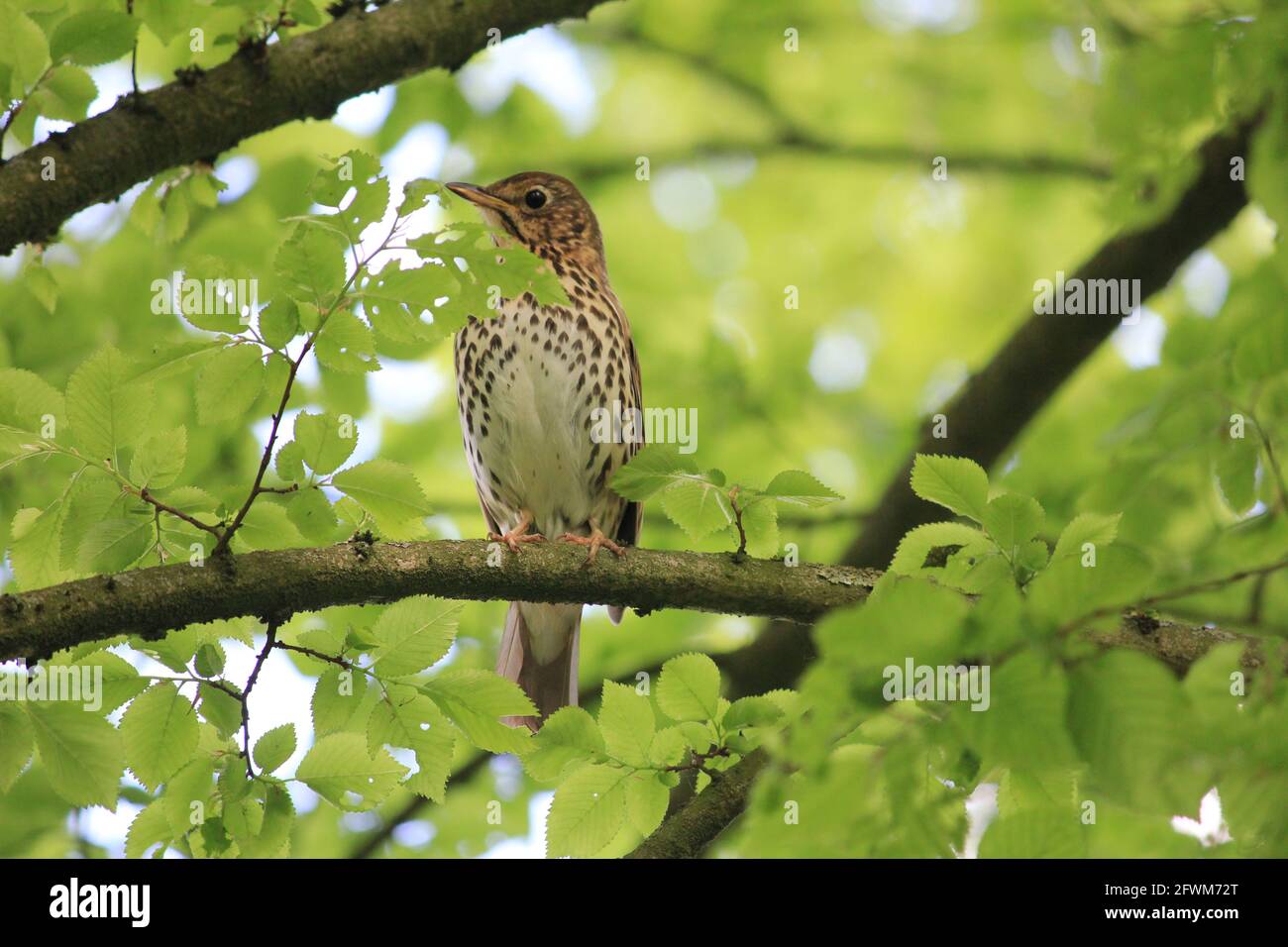 Soor im Stadtpark Staddijk in Nijmegen, Niederlande Stockfoto