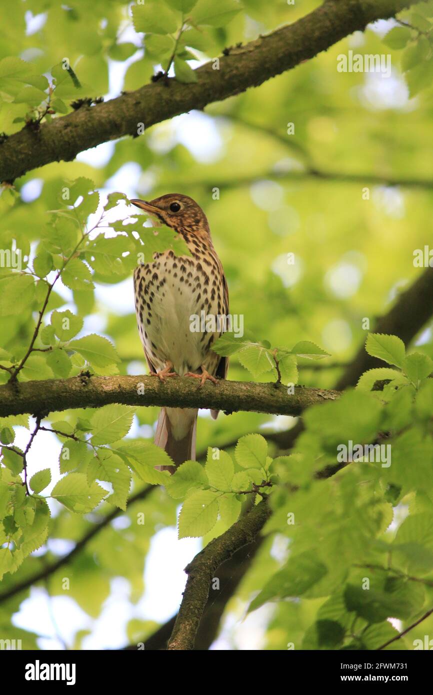 Soor im Stadtpark Staddijk in Nijmegen, Niederlande Stockfoto