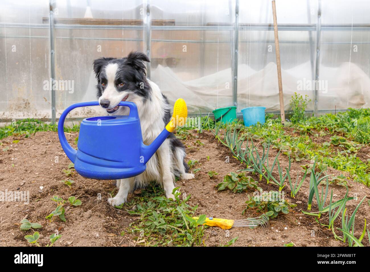 Im Freien Porträt von niedlichen lächelnden Hund Grenze Collie hält Gießkannen im Mund auf Garten Hintergrund. Lustige Welpen als Gärtner holen Gießkanne f Stockfoto
