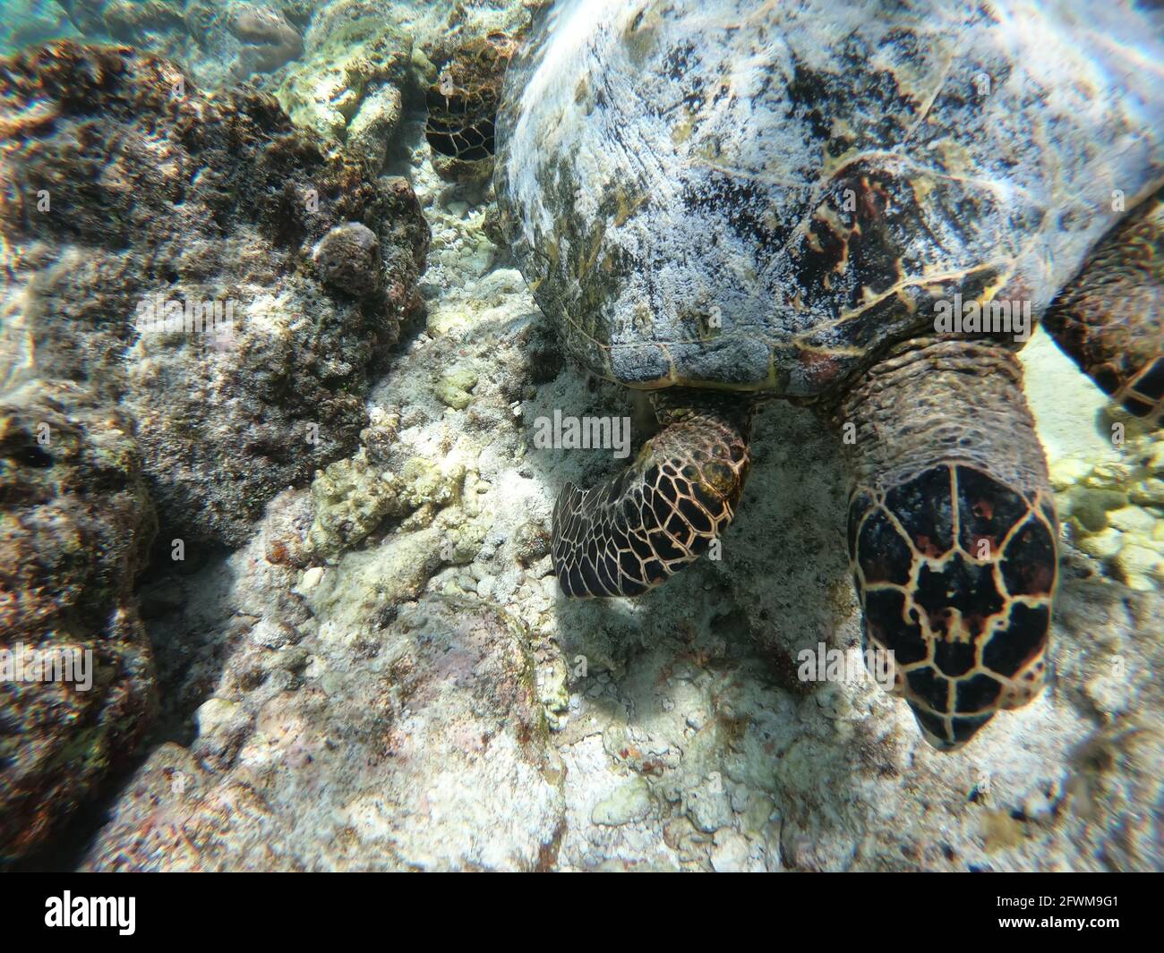 Schildkrötenschildkröte - Eretmochelys imbricata schwimmt unter Wasser. Malediven Korallenriff im Indischen Ozean. Stockfoto