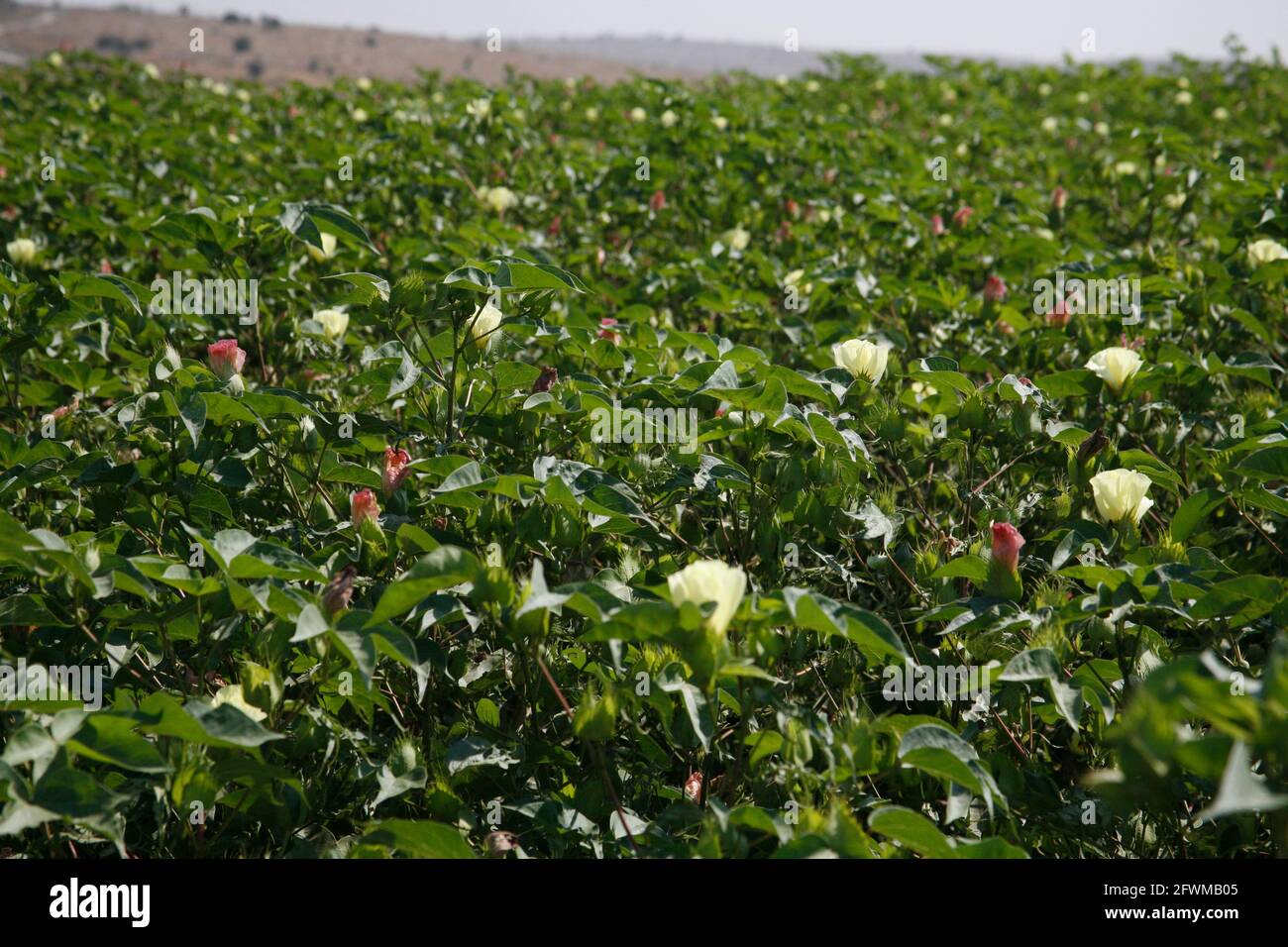 Blühende Pflanzen in einem Baumwollfeld in den Shephelah Hills, den Lowlands oder den judäischen Ausläufern in der Nähe von Latrun und Sha'ar Hagai, Israel. Stockfoto