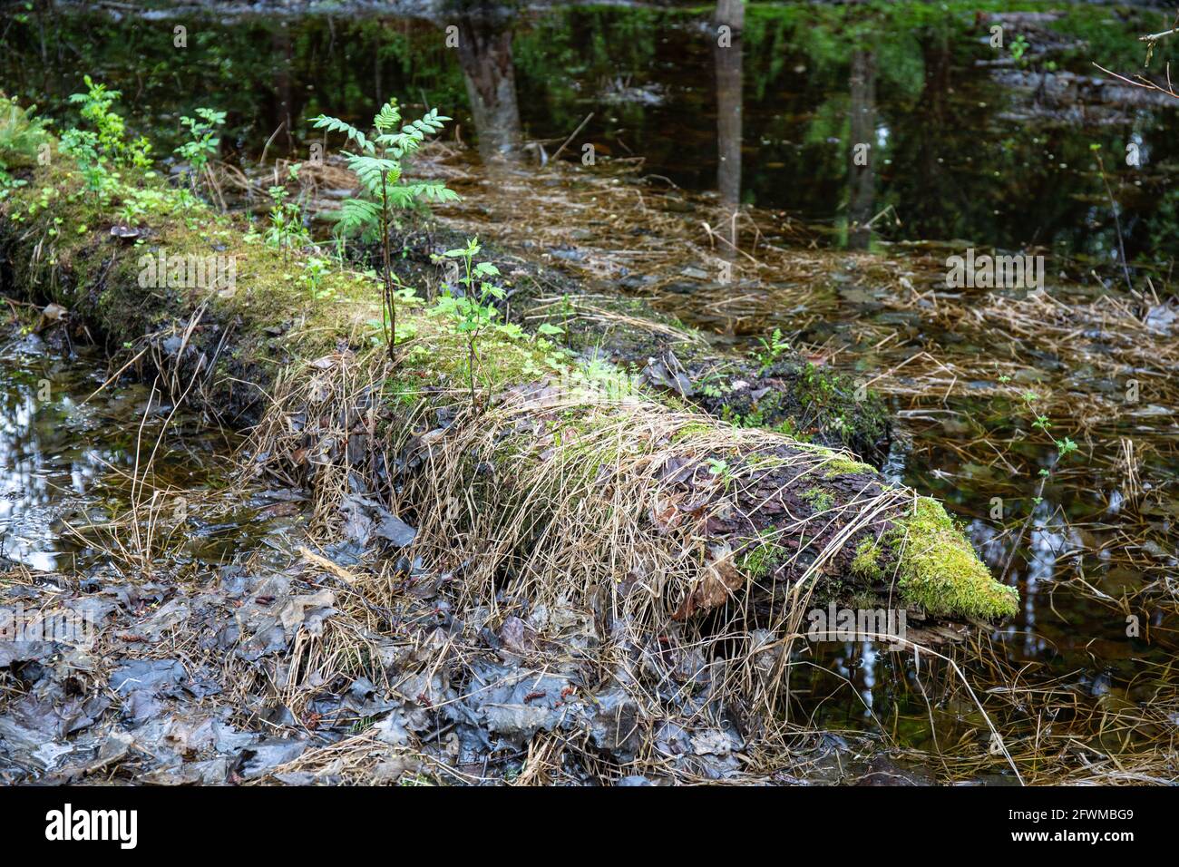 Moos bedeckter Kiefernstamm zersetzt sich in Feuchtgebieten in Helsinki, Finnland Stockfoto