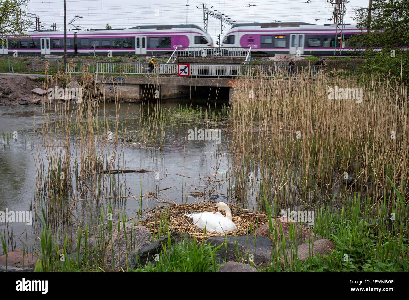 Urbane Tierwelt. Der mute Schwan (Cygnus olor) brütet ungestört an, während der Pendlerzug in Tokoinranta, Helsinki, Finnland, vorbeifährt. Stockfoto