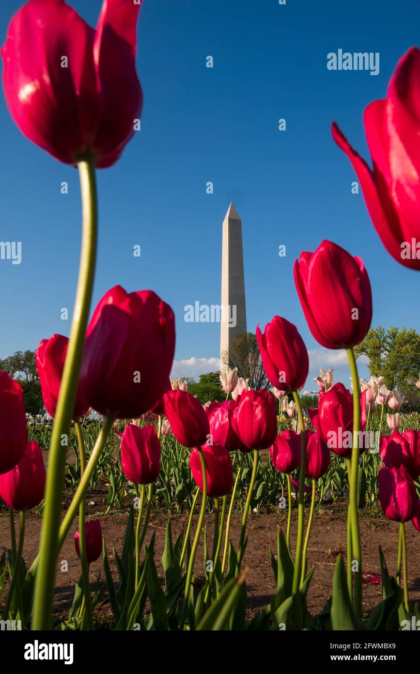 Das Washington Monument erhebt sich hinter bunten Tulpen in der Floral Library, die vom National Park Service in der National Mall betrieben wird. Stockfoto