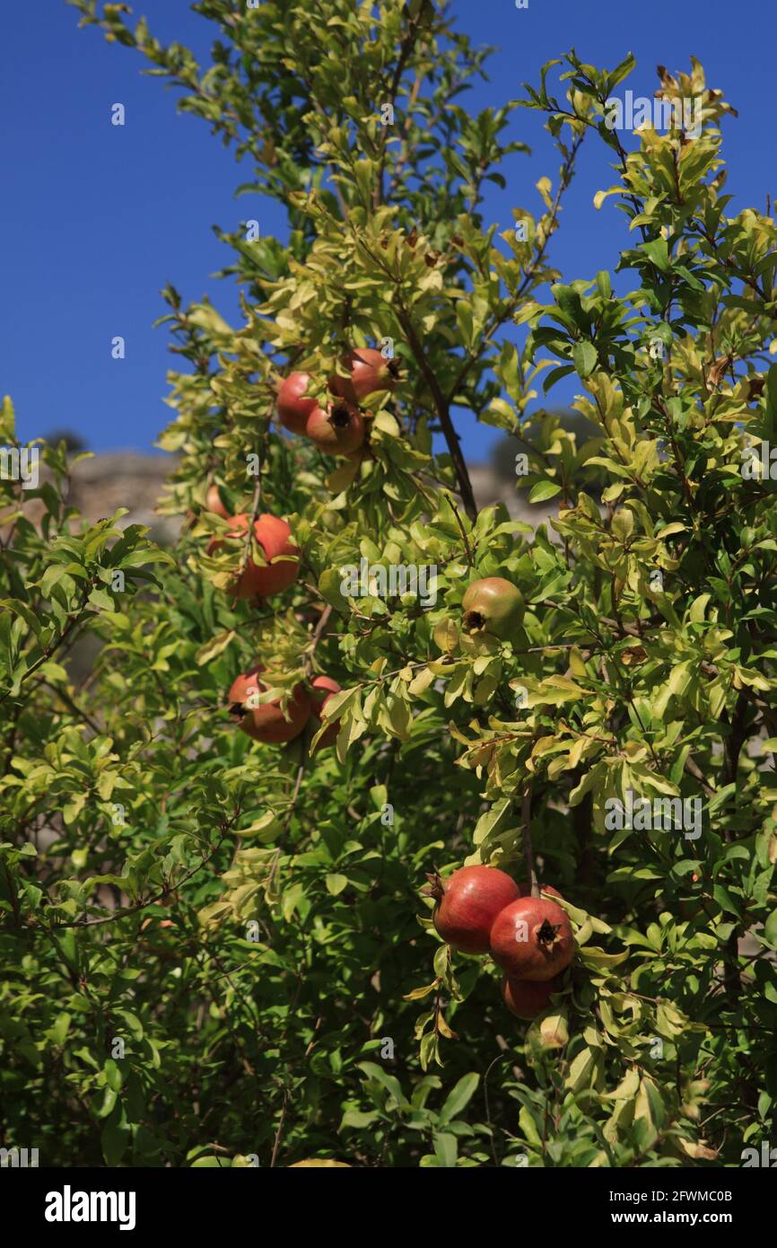 Nahaufnahme eines Granatapfelbaums mit reifen Früchten in den Shephelah Hills, Lowlands oder Judäa Foothills in der Nähe von Sha'ar Hagai und Latrun. Israel. Stockfoto
