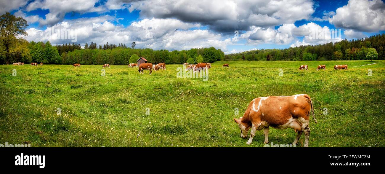 DE - BAYERN: Gesundes Vieh in der Natur bei Bad Tölz (Panorama-HDR-Fotografie) Stockfoto