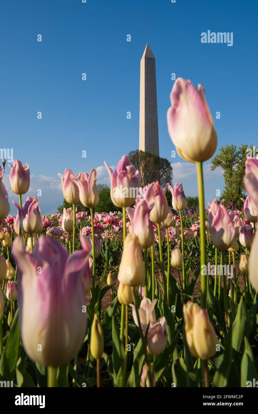 Das Washington Monument erhebt sich hinter bunten Tulpen in der Floral Library, die vom National Park Service in der National Mall betrieben wird. Stockfoto