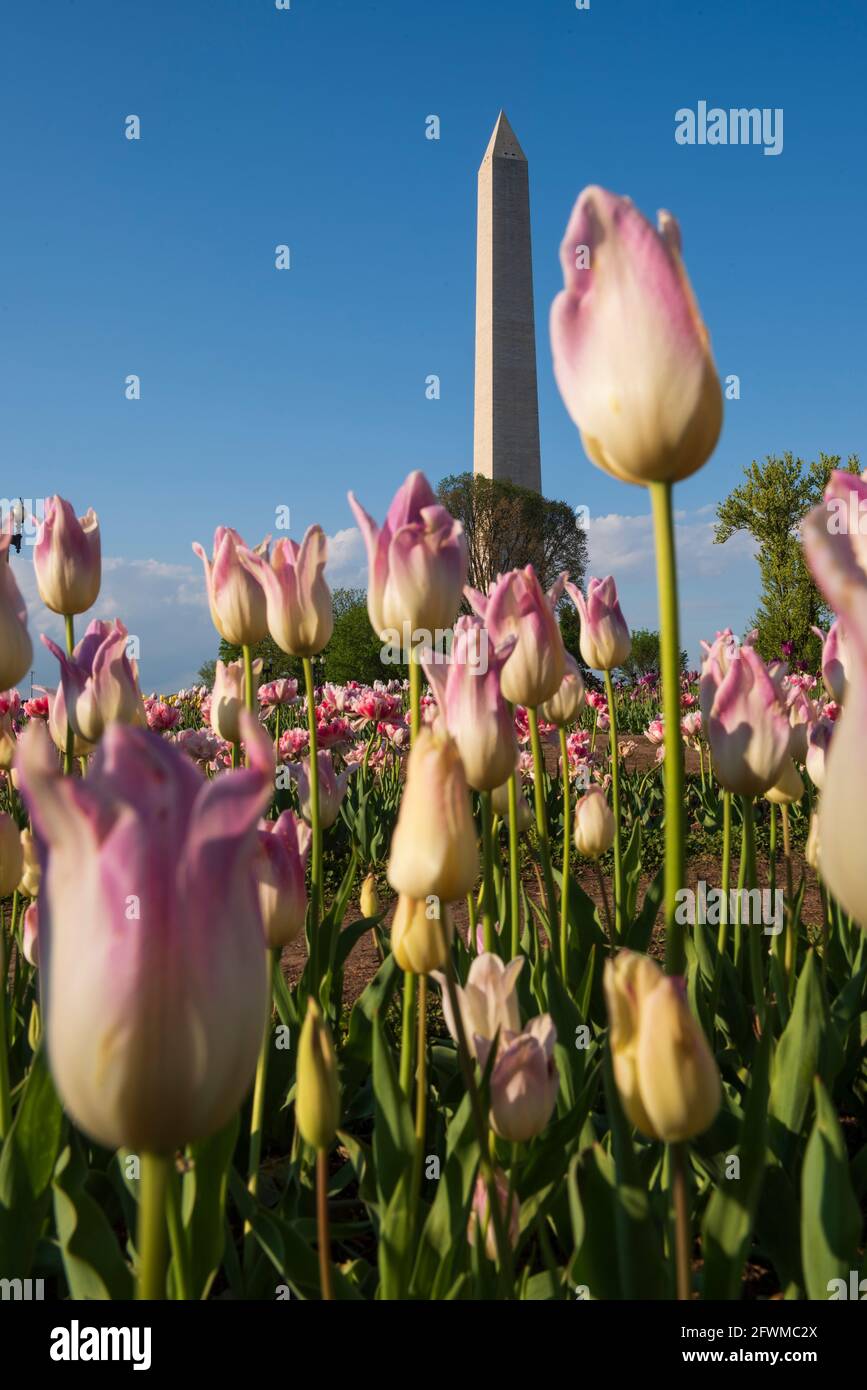 Das Washington Monument erhebt sich hinter bunten Tulpen in der Floral Library, die vom National Park Service in der National Mall betrieben wird. Stockfoto