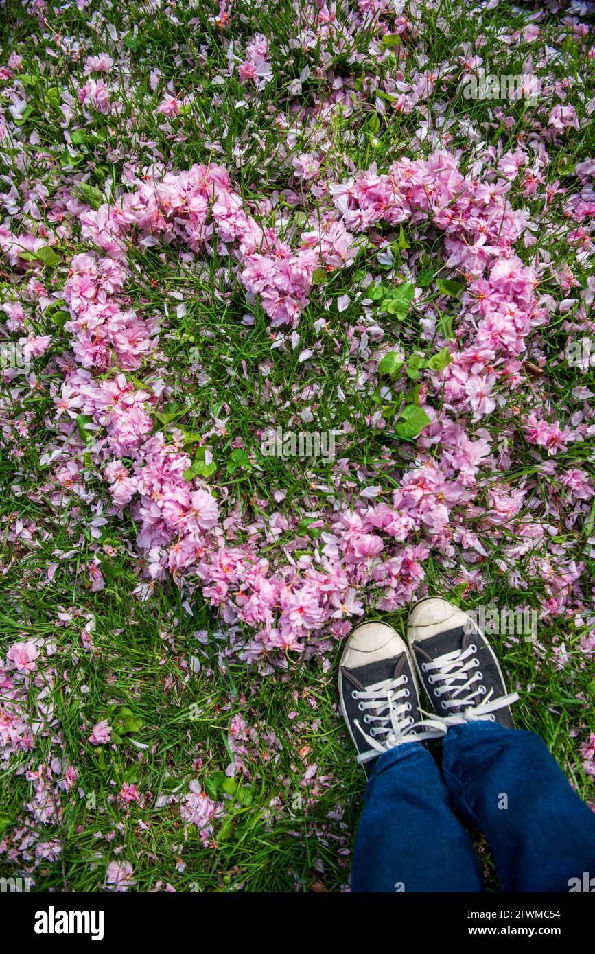 Die Beine und Füße einer jungen Frau stehen in Herzform und sind aus rosa Kirschblütenblättern geformt. Gras in der Mitte. Leere Stelle für positiven Text, Zitat oder Stockfoto