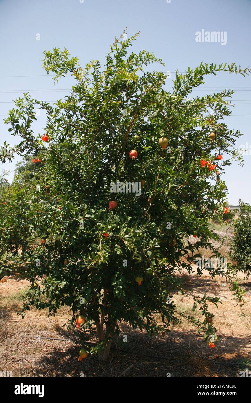 Obstgarten von Granatapfeln mit reifen Früchten auf ihnen, ist es auf der Seite der Straße # 1 in den Shephelah Hills, Lowlands oder Judäa Ausläufern. Shephelah Hil Stockfoto