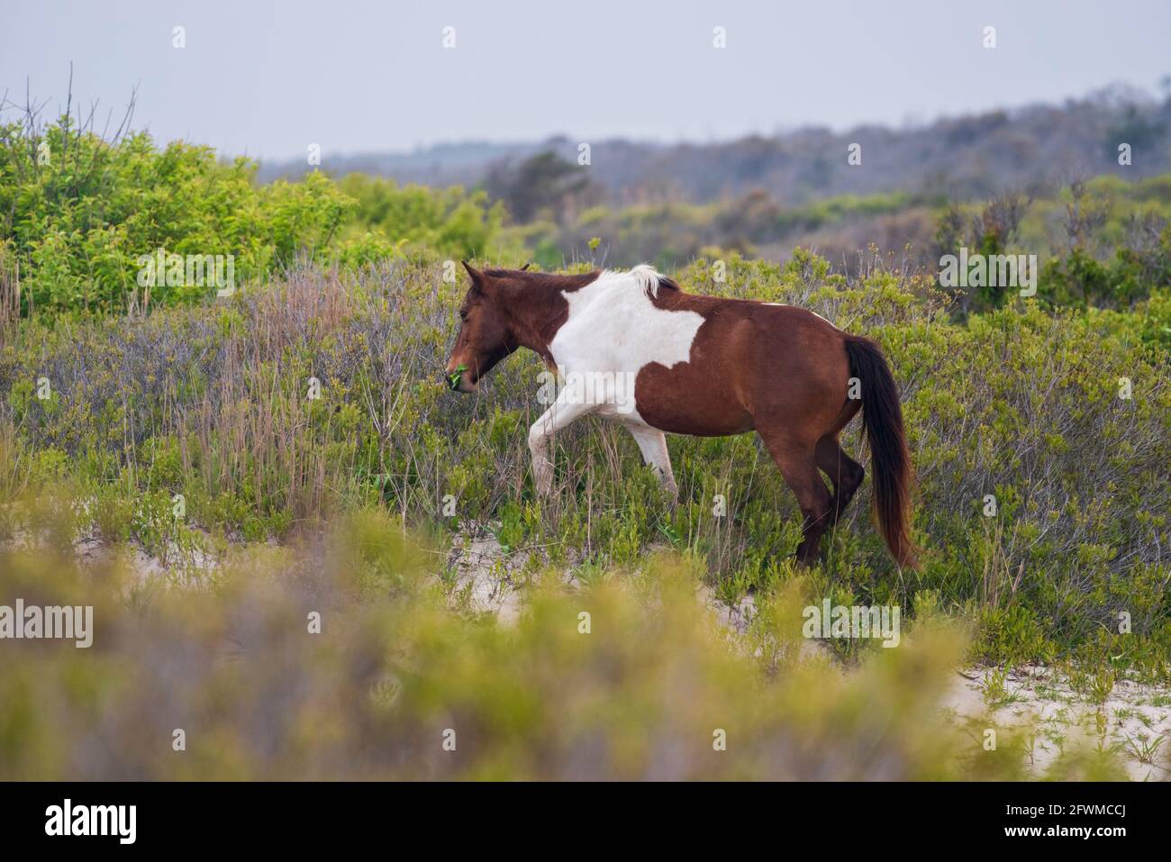 Ein wildes Pony grast in den Sanddünen bei Assateague Island National Seashore. Stockfoto