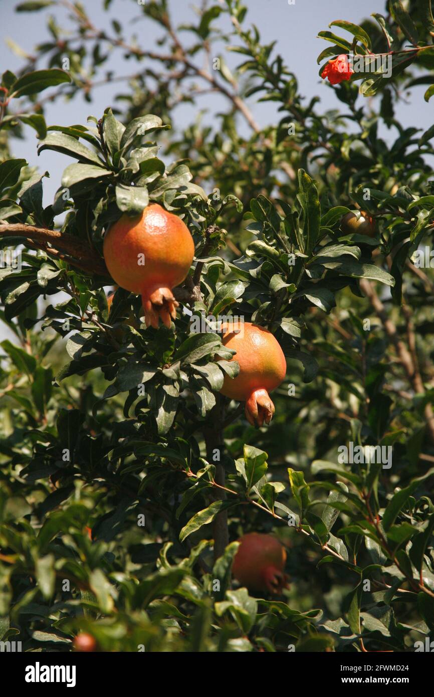Nahaufnahme eines Granatapfelbaums mit reifen Früchten in den Shephelah Hills, Lowlands oder Judäa Foothills in der Nähe von Sha'ar Hagai und Latrun. Israel. Stockfoto