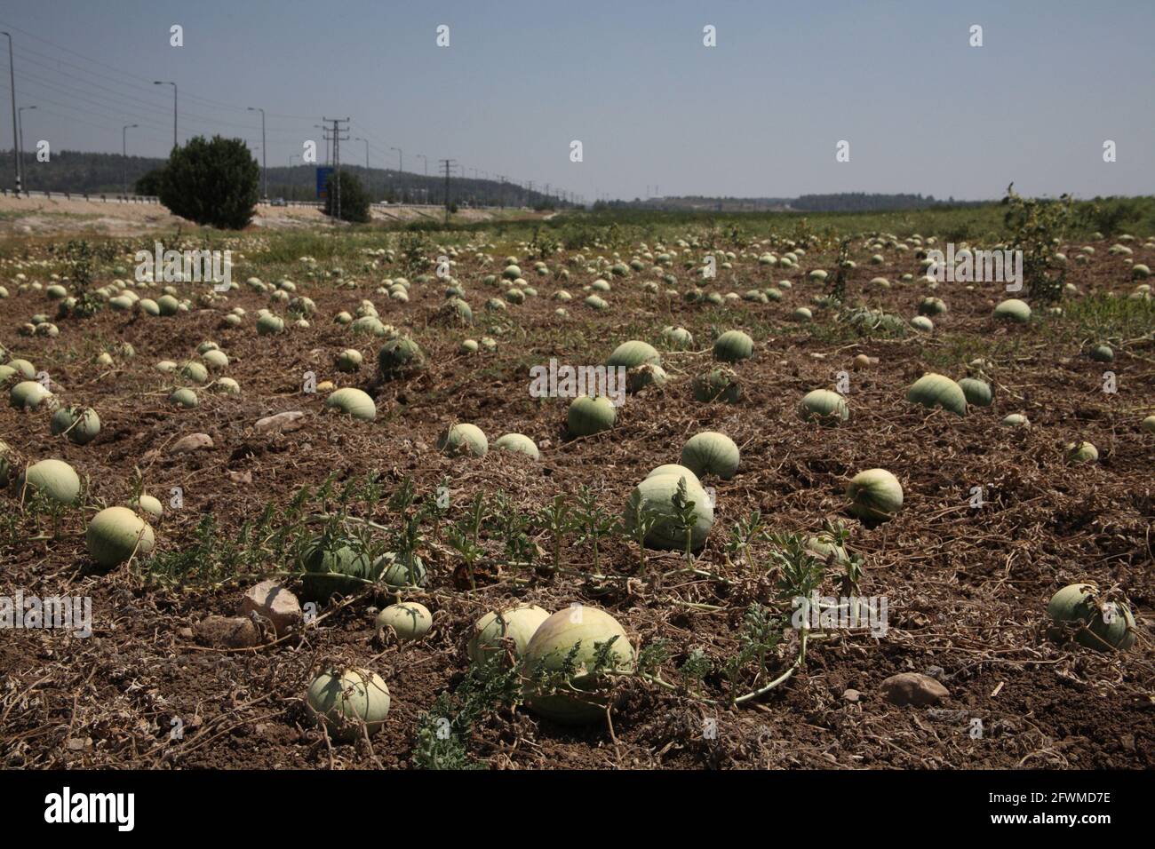 Ein Wassermelonenfeld, reife Früchte liegen auf dem Feld, es ist bereit, abgeholt zu werden, es ist in den Shephelah Hills in der Nähe von Sha'ar Hagai oder Latrun. Stockfoto