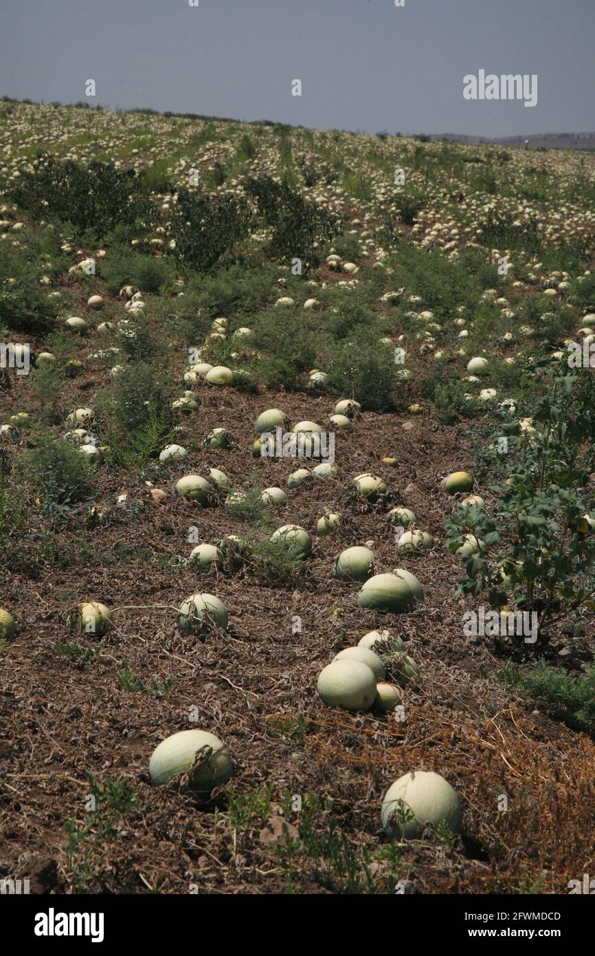 Ein Wassermelonenfeld, reife Früchte liegen auf dem Feld, es ist bereit, abgeholt zu werden, es ist in den Shephelah Hills, in der Nähe von Sha'ar Hagai, Israel. Stockfoto