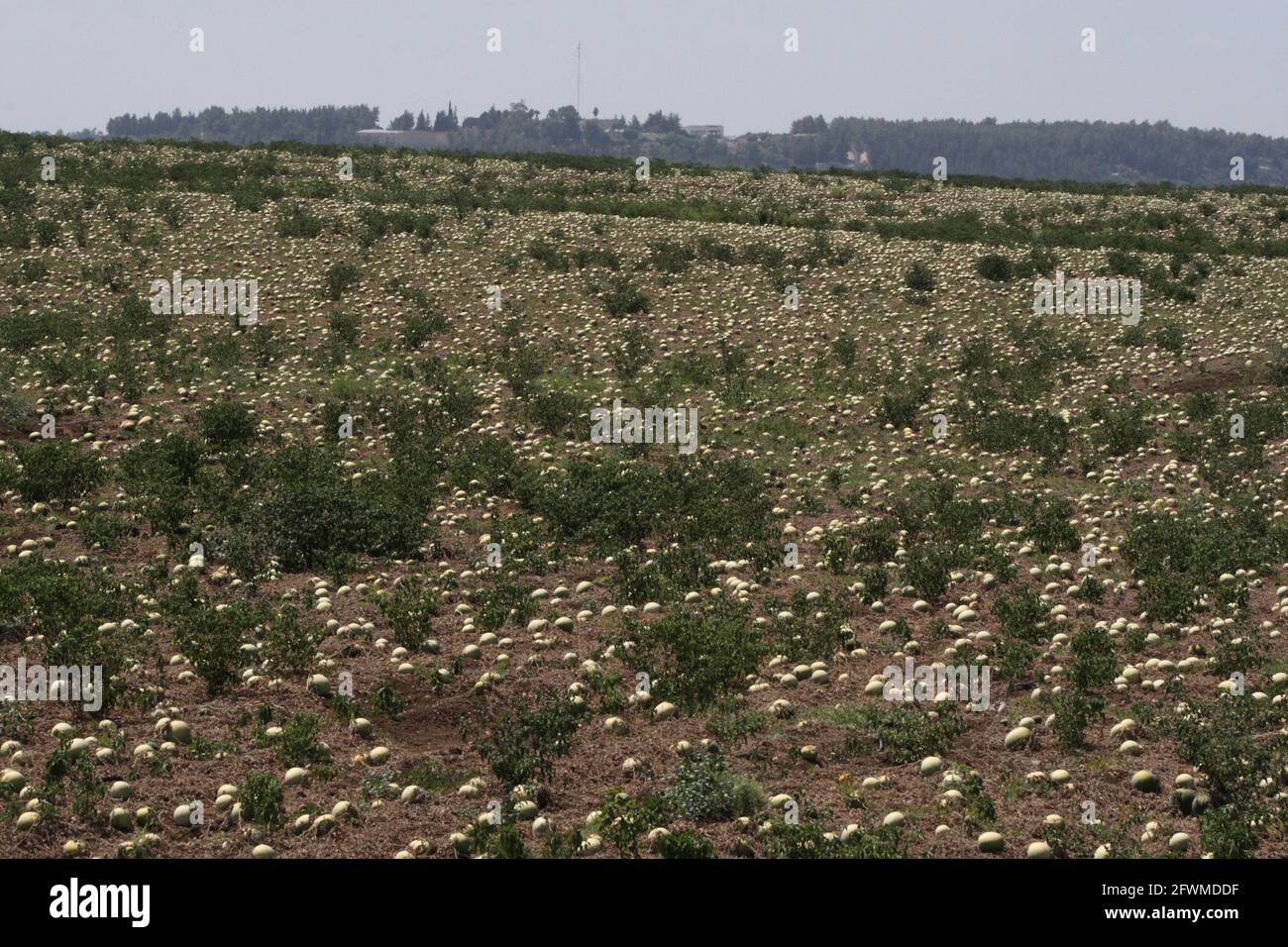 Wassermelonenfeld, reife Früchte liegen bereit, abgeholt zu werden, es ist in den Shephelah Hills in der Nähe von Sha'ar Hagai oder Latrun, Kiefern sind im Hintergrund. Stockfoto