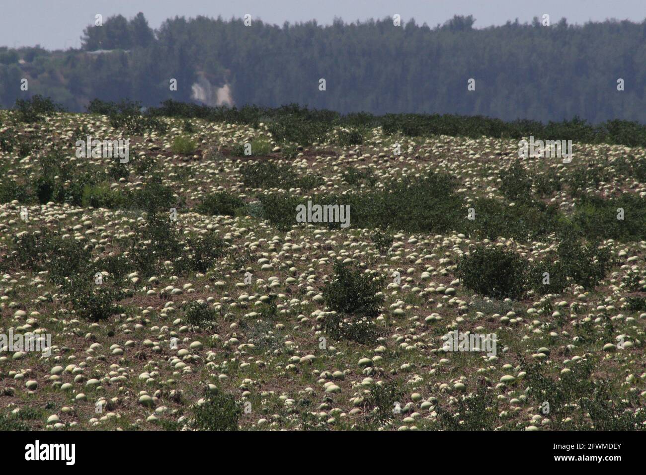 Wassermelonenfeld, reife Früchte liegen bereit, abgeholt zu werden, es ist in den Shephelah Hills in der Nähe von Sha'ar Hagai oder Latrun, Kiefern sind im Hintergrund. Stockfoto