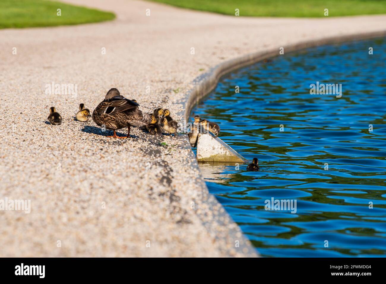 Eine Mutter Ente und ihre Enten am Teich von Constitution Gardens in der National Mall in Washington, D.C. Stockfoto