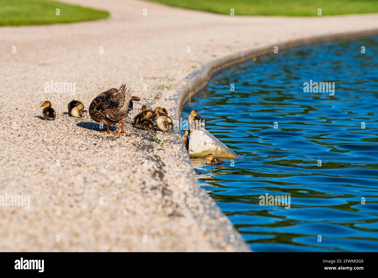 Eine Mutter Ente und ihre Enten am Teich von Constitution Gardens in der National Mall in Washington, D.C. Stockfoto