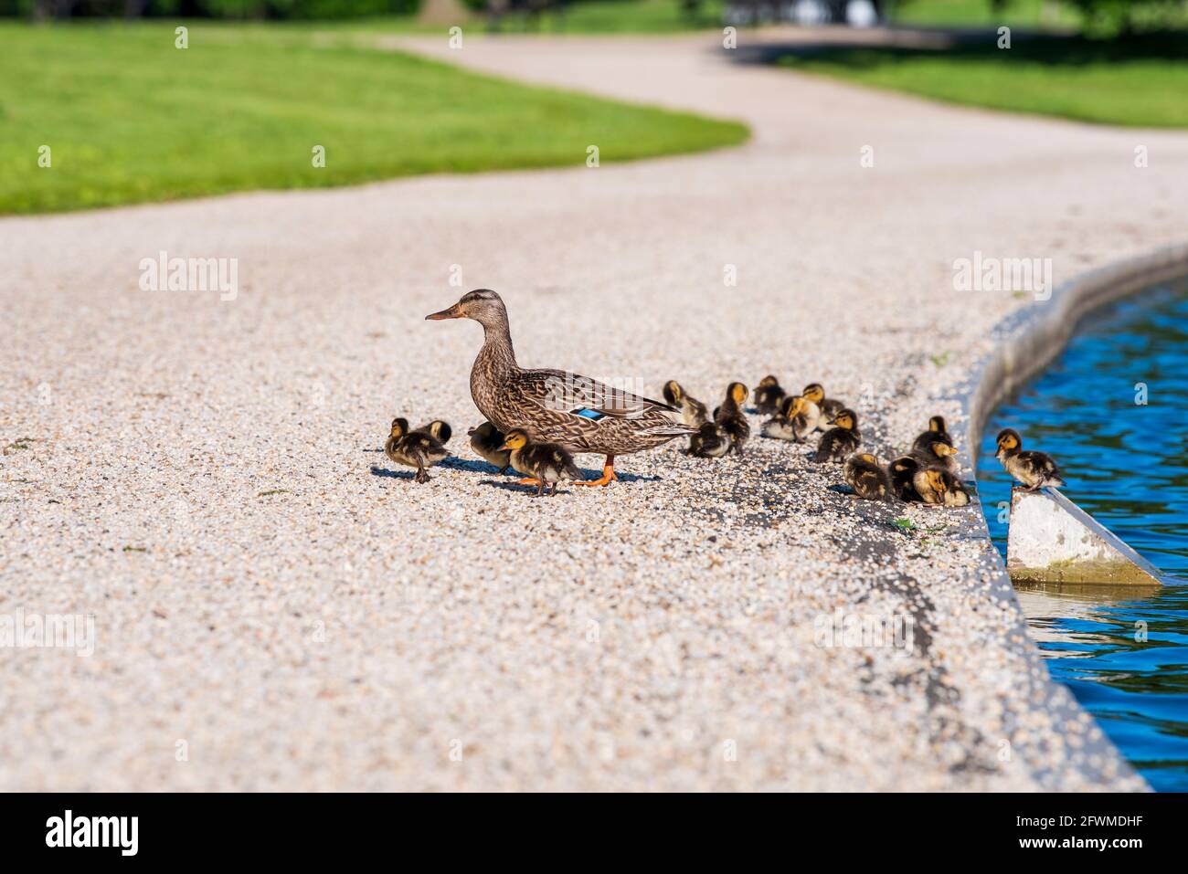 Eine Mutter Ente und ihre Enten am Teich von Constitution Gardens in der National Mall in Washington, D.C. Stockfoto
