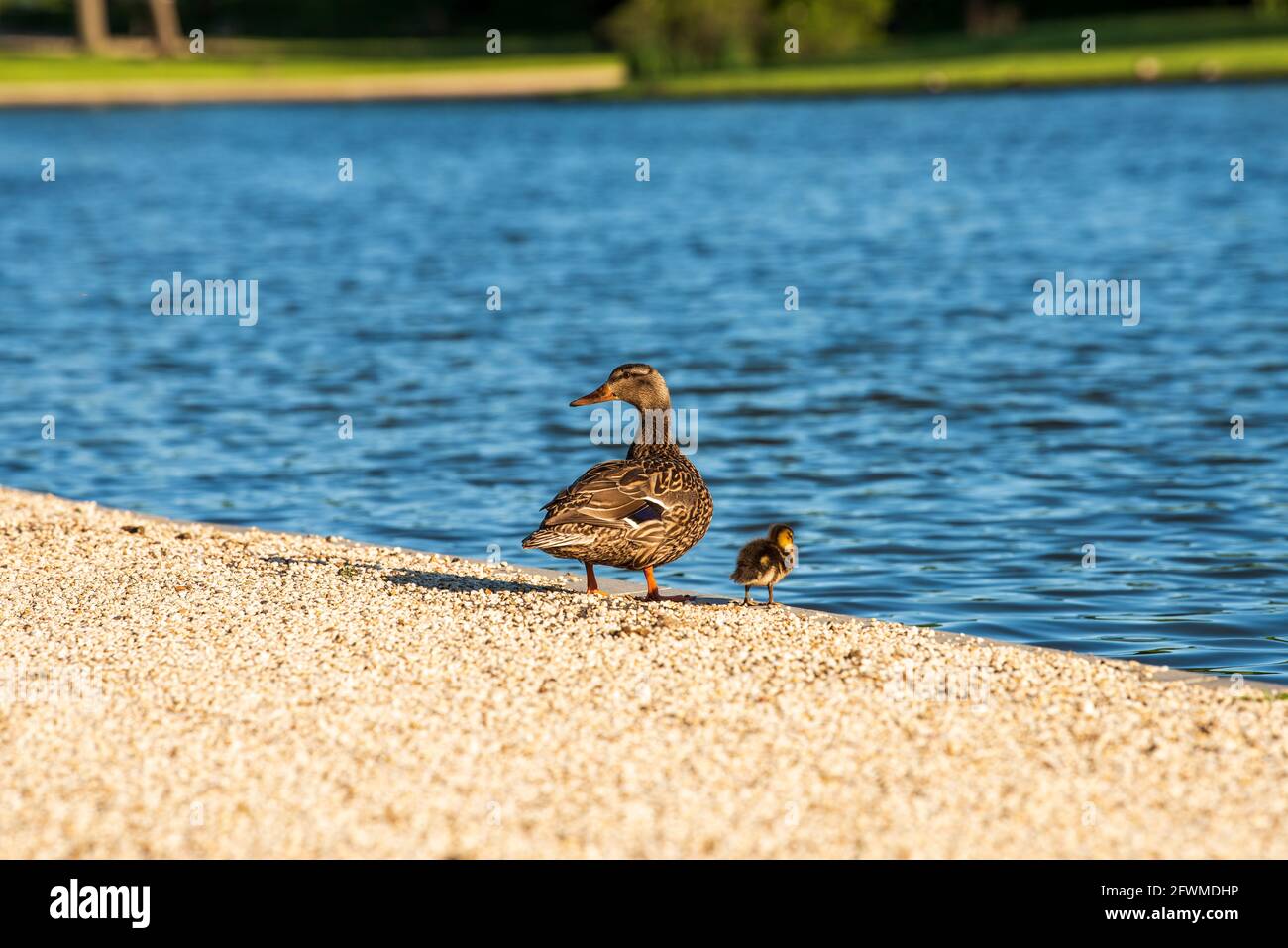 Eine Mutter Ente und ihr Enten am Teich in Constitution Gardens in der National Mall in Washington, D.C. Stockfoto