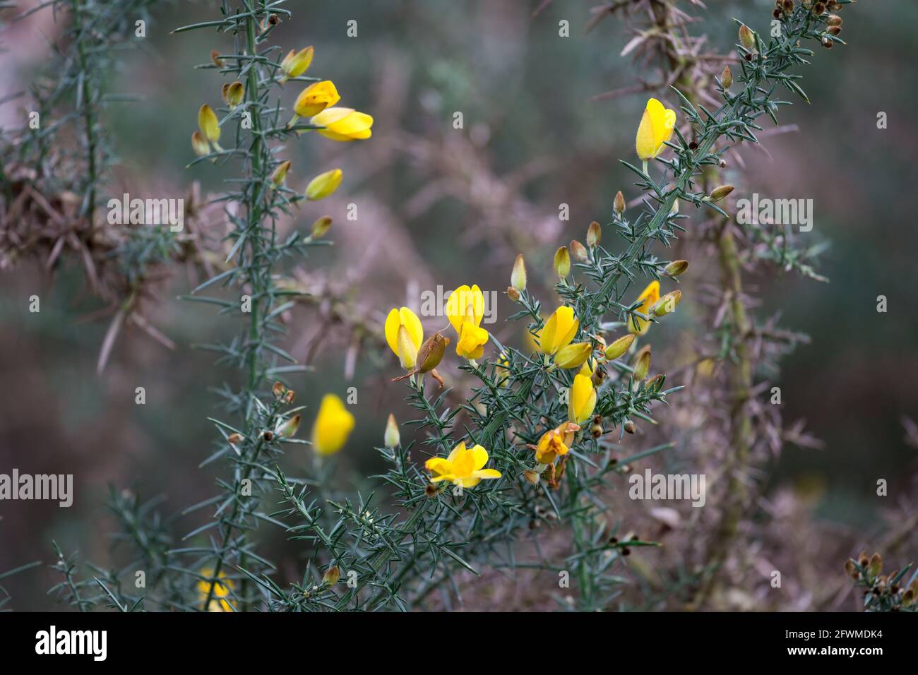 Yellow Common Gorse, Ulex europaeus, blüht in der Wintersaison auf dem Wimbledon Common, London Stockfoto