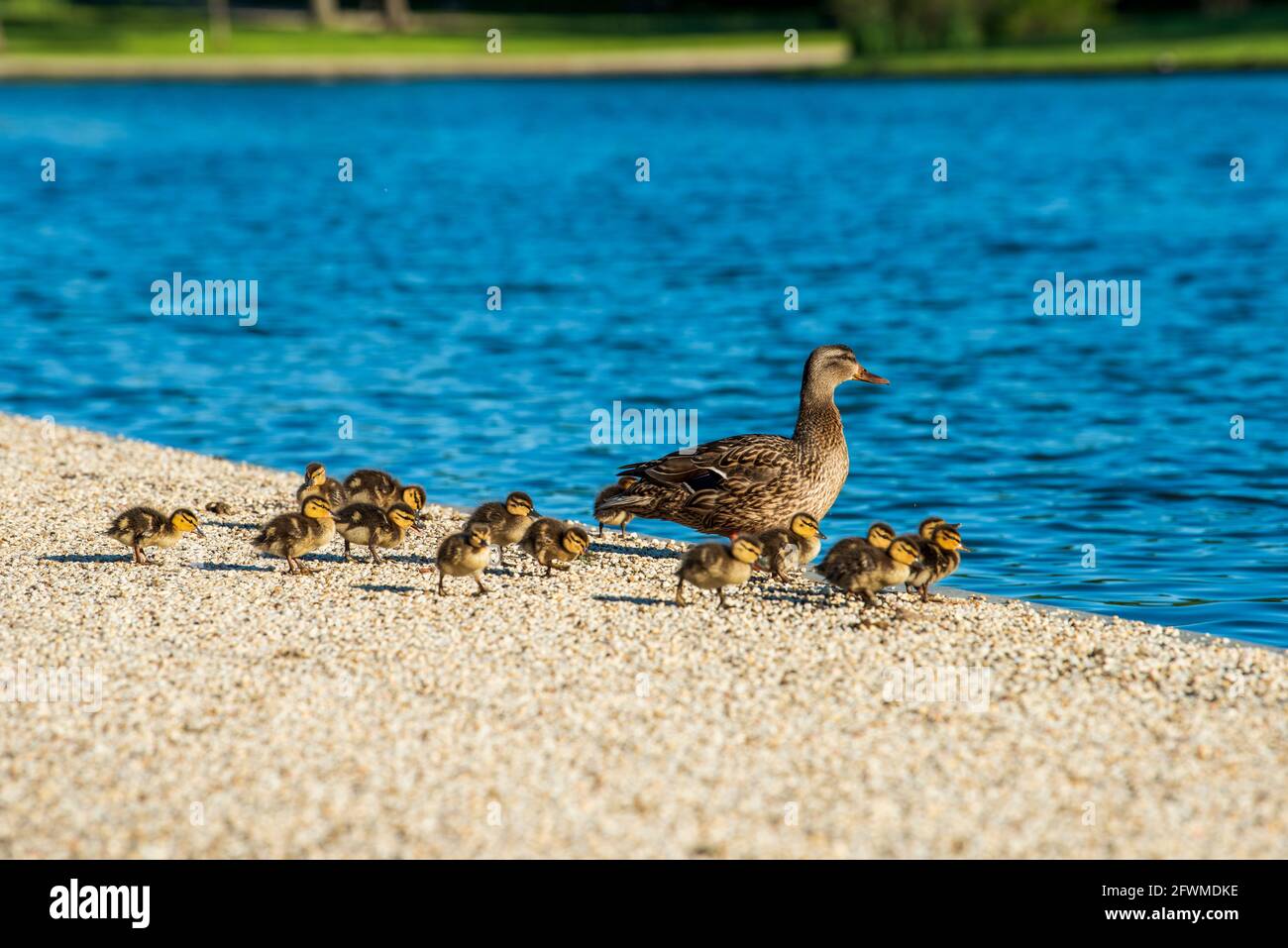 Eine Mutter Ente und ihre Enten am Teich von Constitution Gardens in der National Mall in Washington, D.C. Stockfoto
