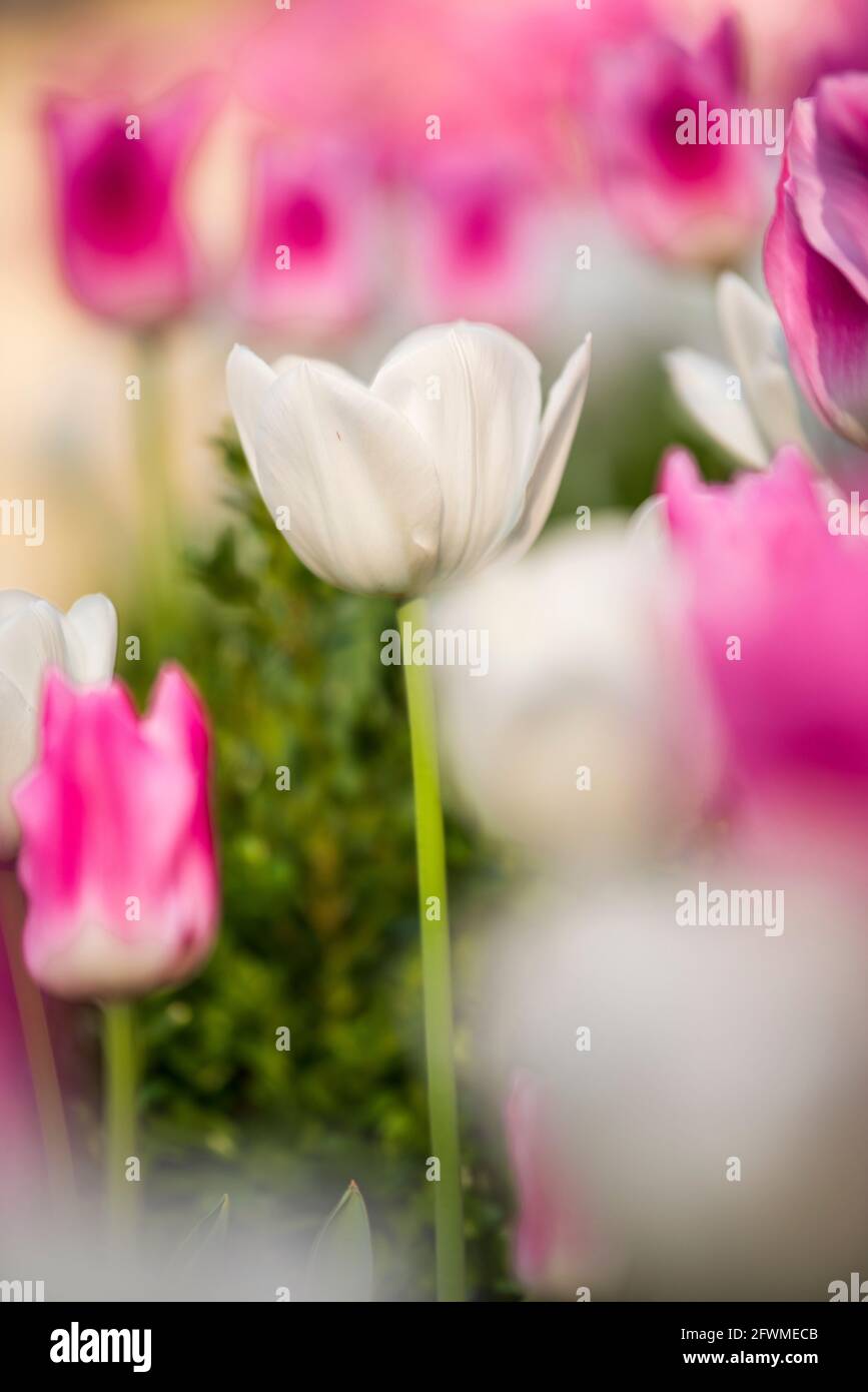 Helle und fröhliche Tulpen in voller Blüte im Nordwesten von Washington, DC. Stockfoto