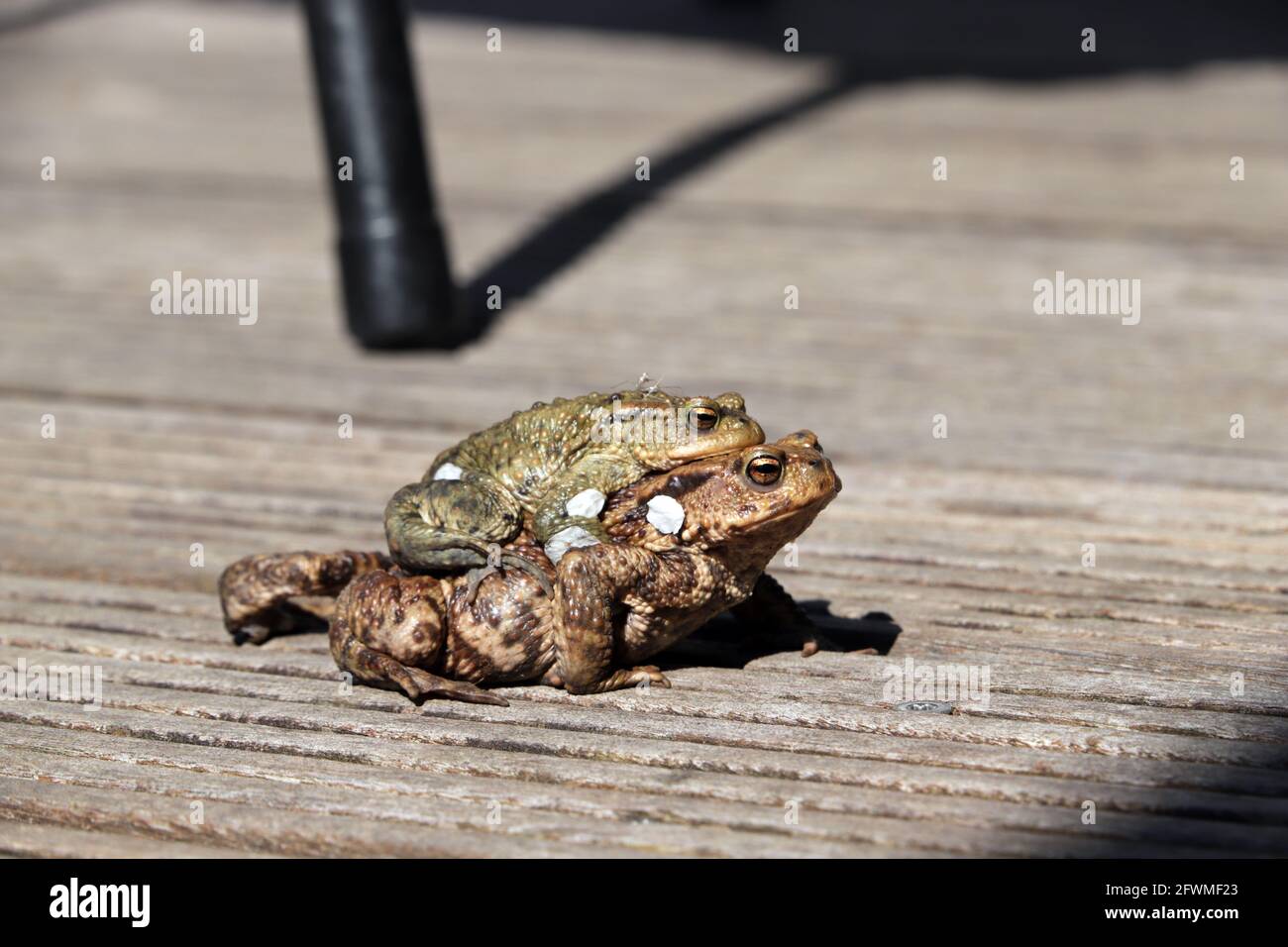 Zwei Erdkröten (Bufo bufo) bei der Paarung, das kleine Männchen sitzt