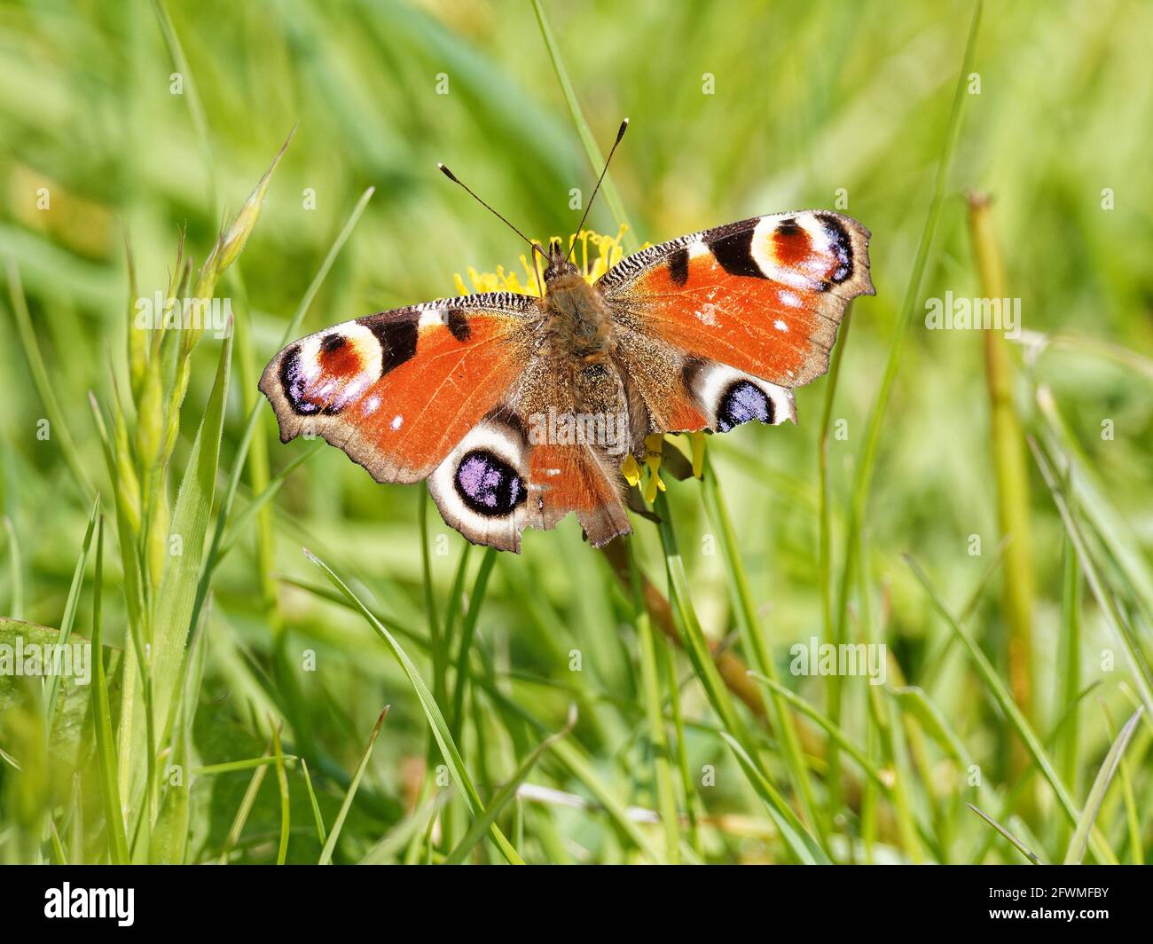 Ein Pfauenfalter (Aglais io) mit zerrissenen Flügeln auf einer gebrannten Weißbart-Wildblume (Crepis vesicaria) am Ufer des Flusses Calder in Wakefield, Wes Stockfoto