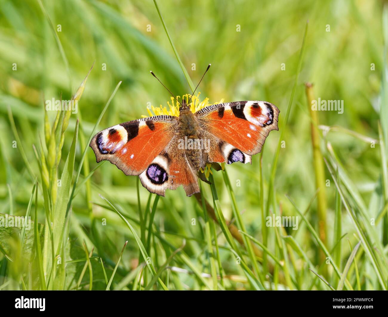 Ein Pfauenfalter (Aglais io) mit zerrissenen Flügeln auf einer gebrannten Weißbart-Wildblume (Crepis vesicaria) am Ufer des Flusses Calder in Wakefield, Wes Stockfoto
