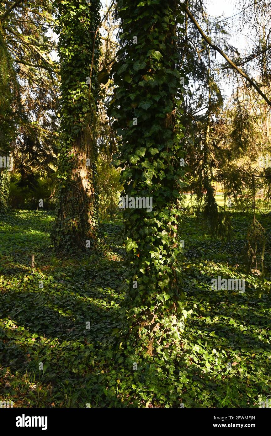 Efeu-Stämme wachsen den Baum an der Basis des Baumes auf. Stockfoto