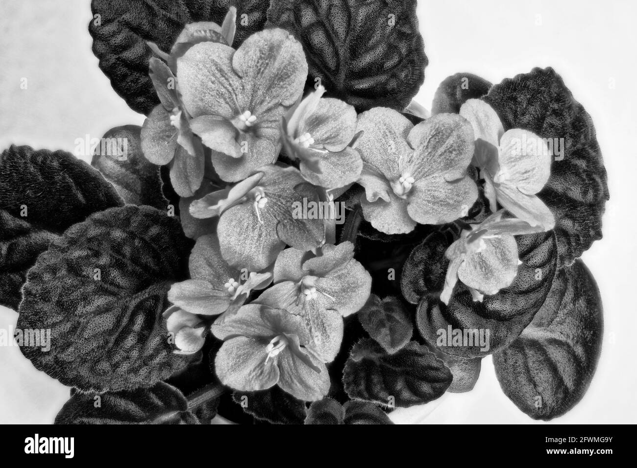 Fen Veilchen Schwarzweiss Stockfotos Und Bilder Seite 2 Alamy